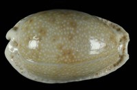 藏品(腰斑寶螺)的圖片